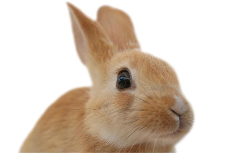 うさぎの体から考える（調節機能のある耳）