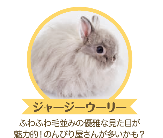 うさぎの種類 ジャージーウーリー うさぎの種類 ジャージーウーリー