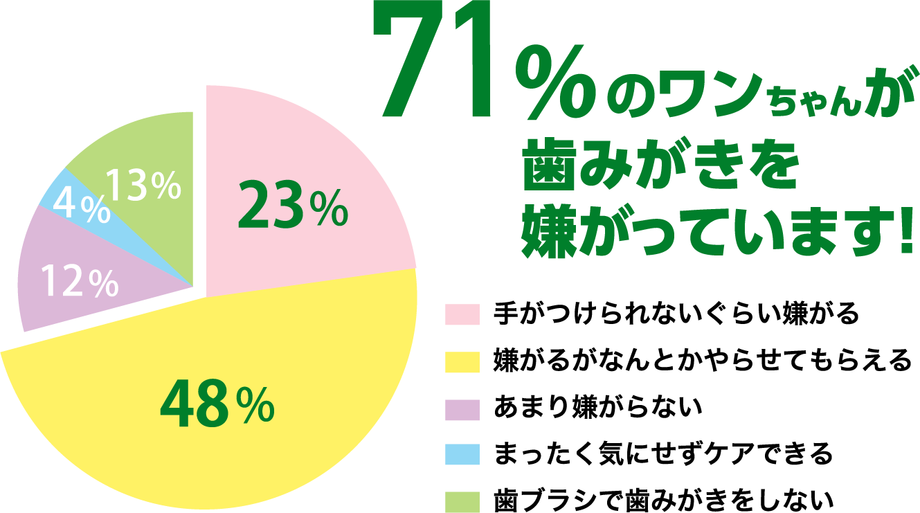 71％のワンちゃんは、歯磨きが苦手！