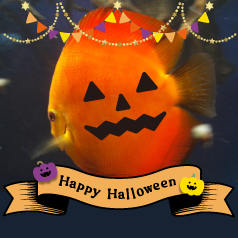 いつもの写真をハロウィン風に加工!
