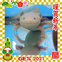 2021年のお正月画像