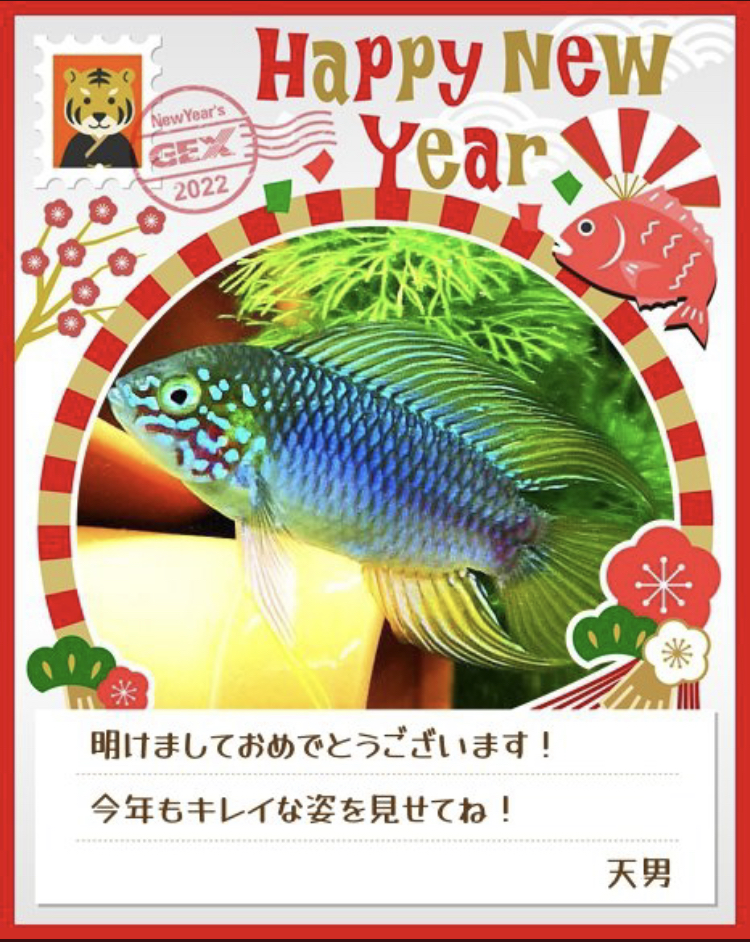 みんなのお正月画像