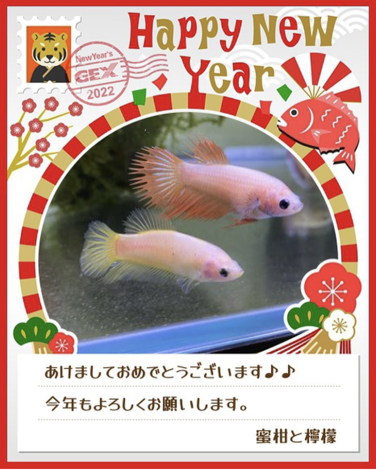 みんなのお正月画像