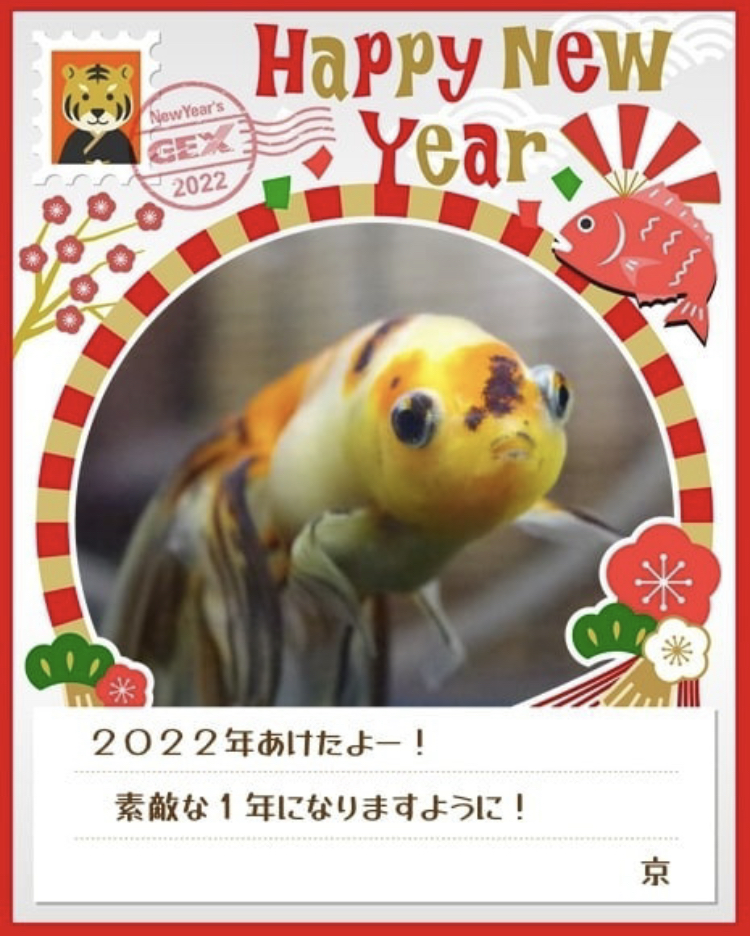 みんなのお正月画像