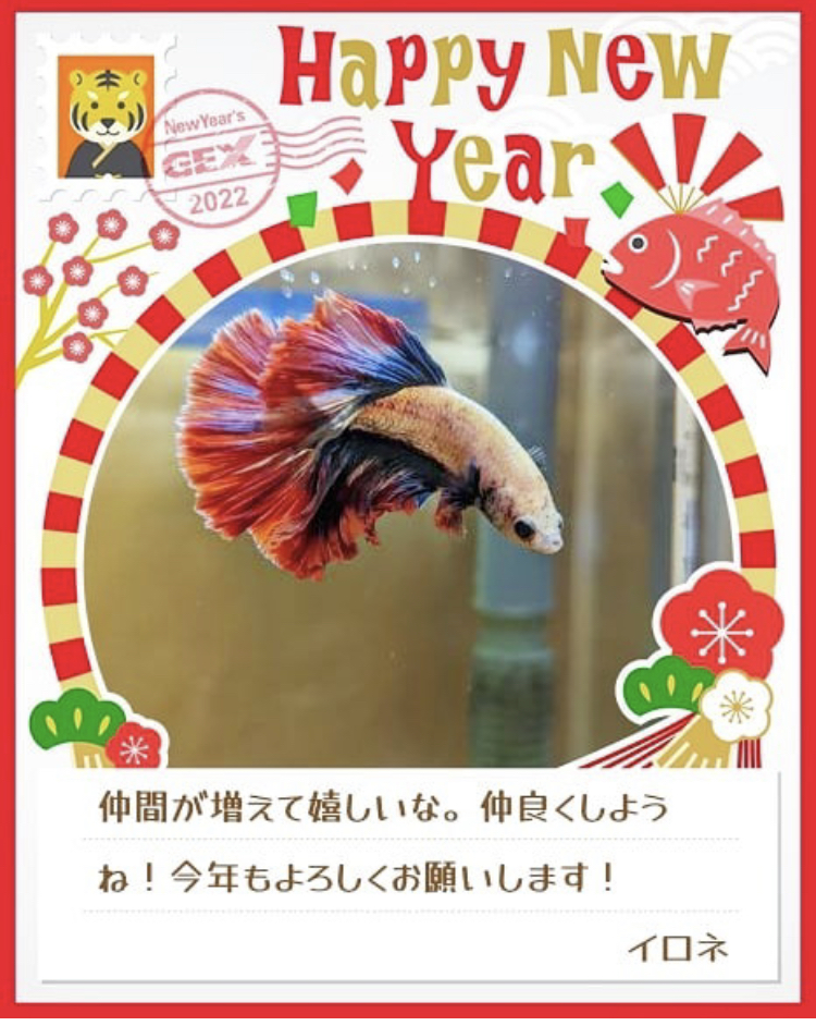 みんなのお正月画像
