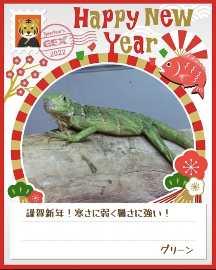 みんなのお正月画像