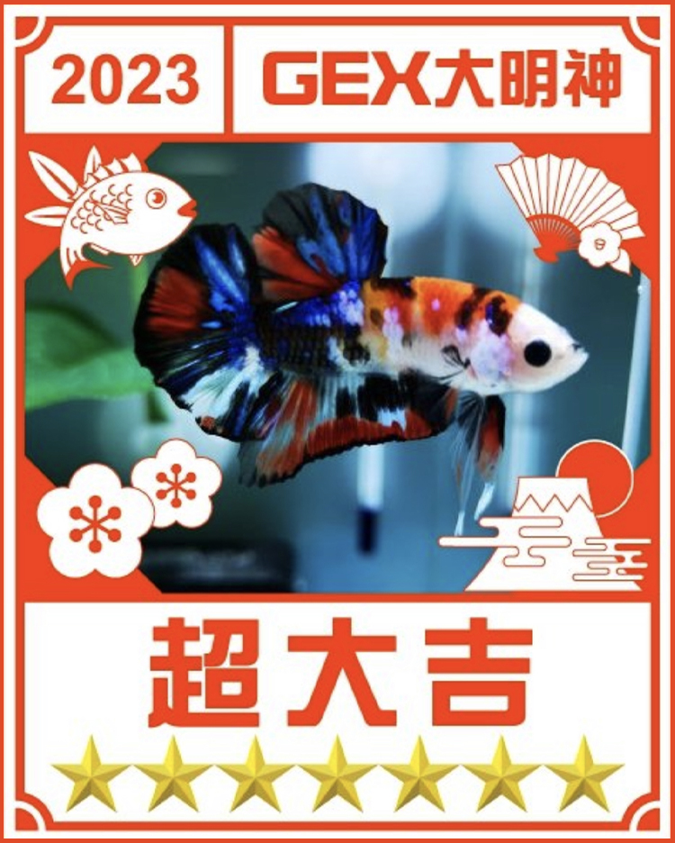 みんなのお正月画像