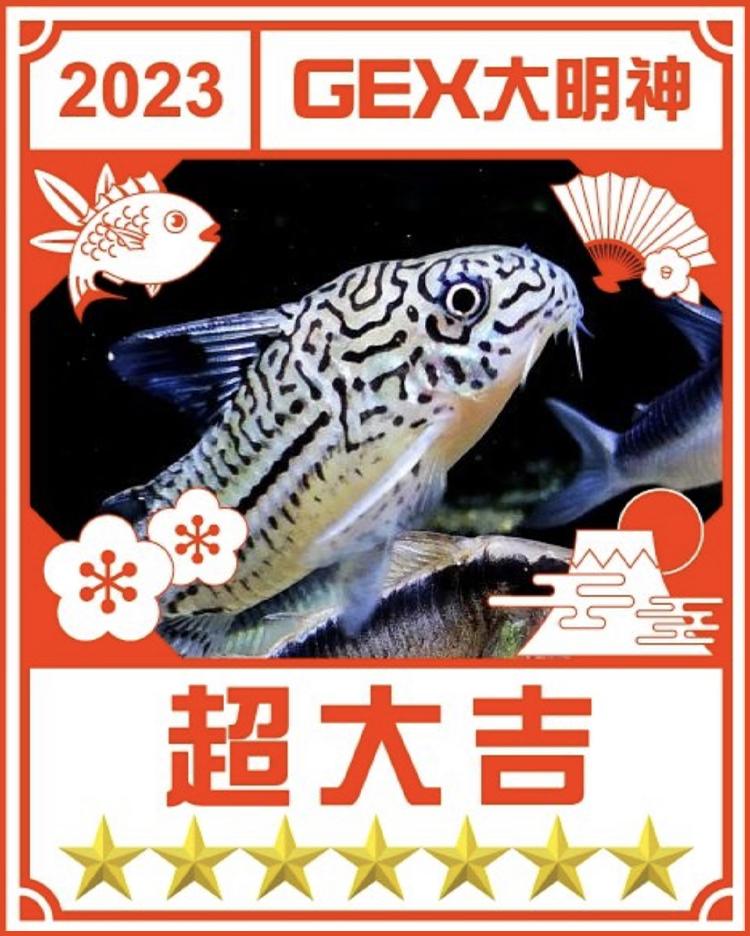 みんなのお正月画像
