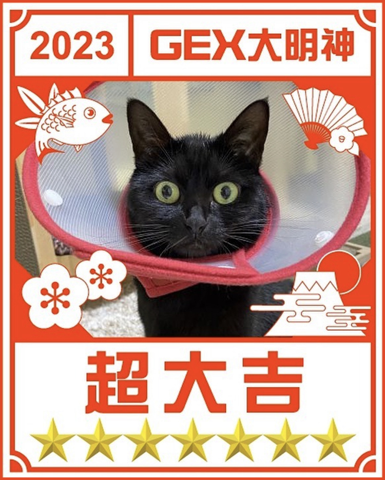 みんなのお正月画像