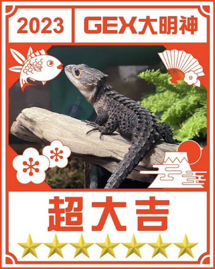 みんなのお正月画像