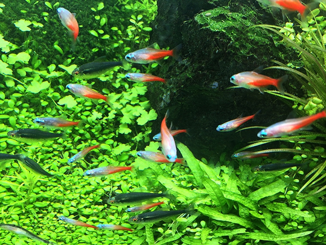 ゴールデンネオンテトラ 熱帯魚 ゴールデンネオンテトラ アクアリウム自慢 金魚 メダカ 熱帯魚用品のジェックス