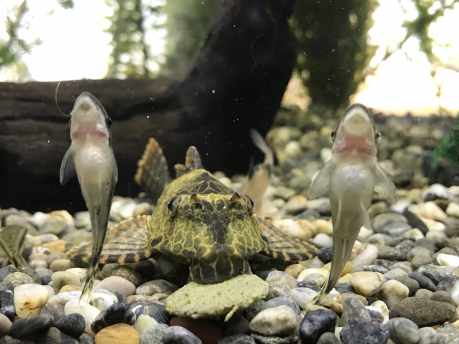 護衛付きでお食事 熱帯魚 オトシンクルス セルフィンプレコ その他 アクアリウム自慢 金魚 メダカ 熱帯魚用品のジェックス