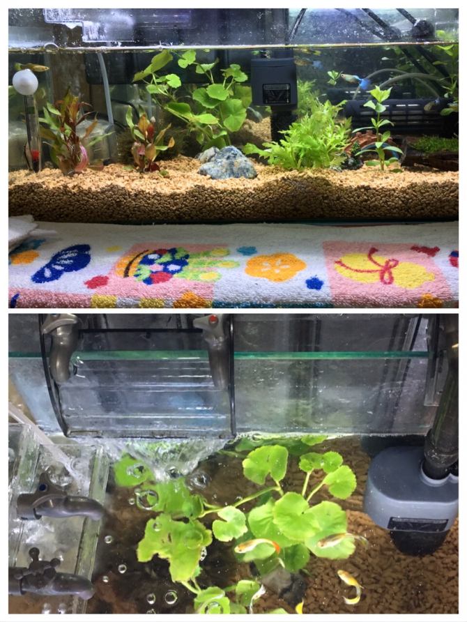 初めてやって見ました 熱帯魚 グッピーとベタメス アクアリウム自慢 金魚 メダカ 熱帯魚用品のジェックス