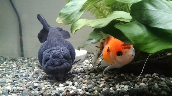 どんなに上手に隠れても 金魚 黒らんちゅう 浜錦 アクアリウム自慢 金魚 メダカ 熱帯魚用品のジェックス
