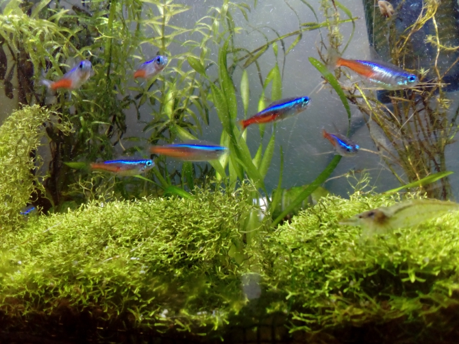 エビと賑やかなネオンテトラたち 熱帯魚 ネオンテトラ ミナミヌマエビ ヤマトヌマエビ アクアリウム自慢 金魚 メダカ 熱帯魚用品のジェックス
