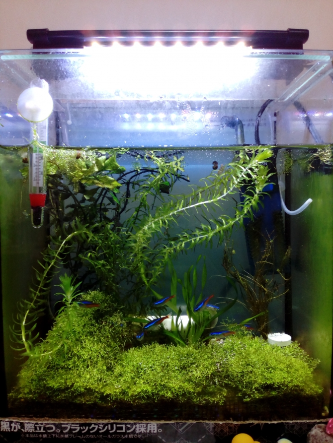 熱帯魚 観賞魚 アクアリウム用品 アクアリウム自慢 ジェックス株式会社