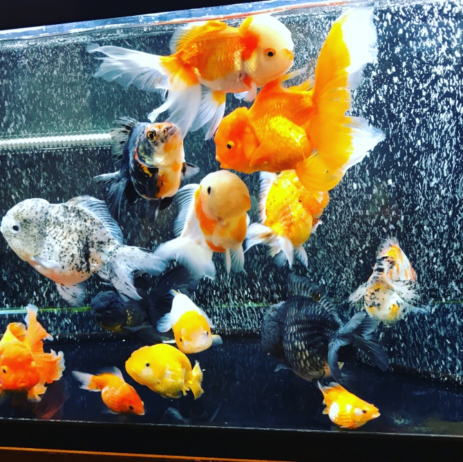 エサくれ 激しい！（金魚 セルフィン・ST琉金）アクアリウム自慢