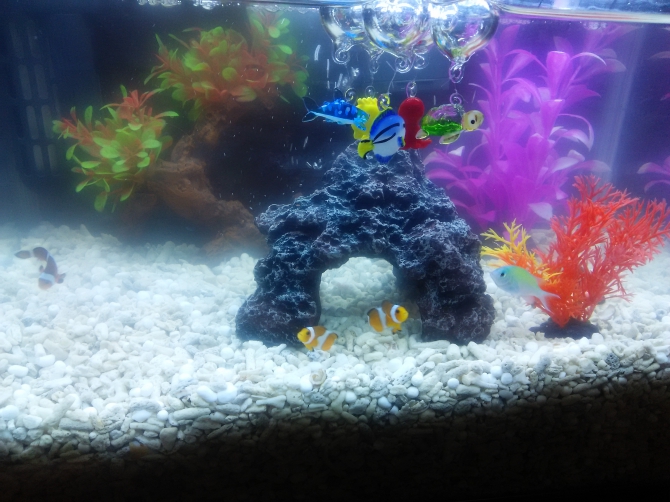 ニモとデバちゃん 海水魚 カクレクマノミとデバスズメ アクアリウム自慢 金魚 メダカ 熱帯魚用品のジェックス