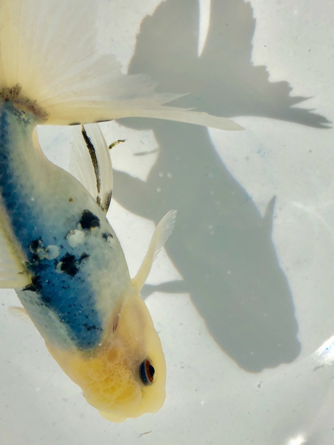 魚雲 Amazon.co.jp: ハピソン(Hapyson) 集魚ライトミニ YF-8911