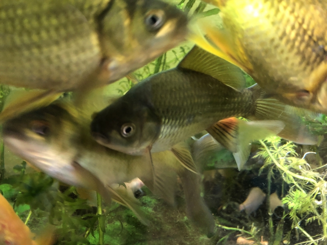 鉄魚の群れ 熱帯魚 鉄魚 アクアリウム自慢 金魚 メダカ 熱帯魚用品のジェックス