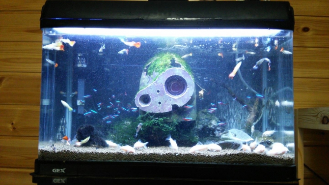 アクアリウム自慢：アーカイブ | 金魚・メダカ・熱帯魚用品の
