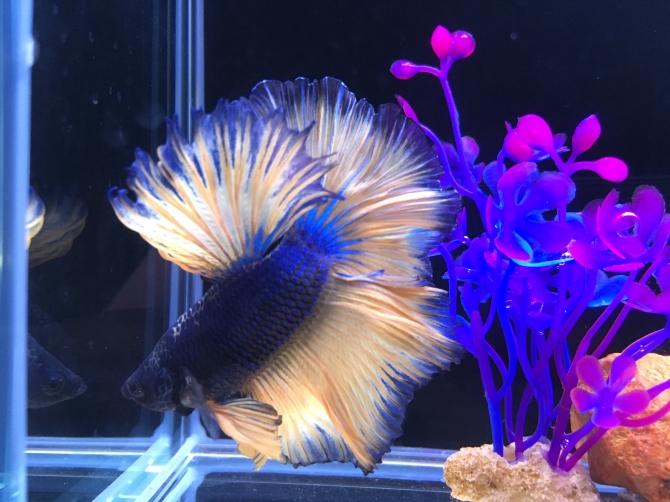 アクアリウム自慢：アーカイブ | 金魚・メダカ・熱帯魚用品のジェックス