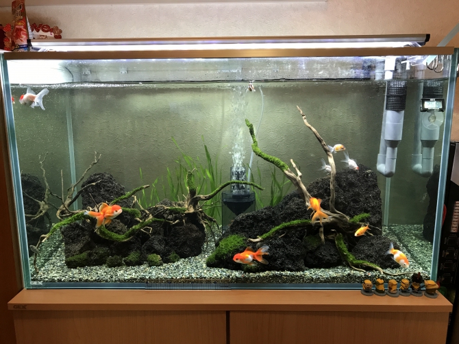 アクアリウム自慢：アーカイブ | 金魚・メダカ・熱帯魚用品のジェックス