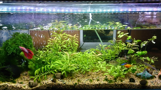 種類豊富 熱帯魚 バルーンモーリ ベタ クラウンローチ トランセントミーアキャット オトシン 赤ヒレ コリドラス ミナミヌマエヒ 石巻貝 がバチ貝 フォアマグ貝等 アクアリウム自慢 金魚 メダカ 熱帯魚用品のジェックス