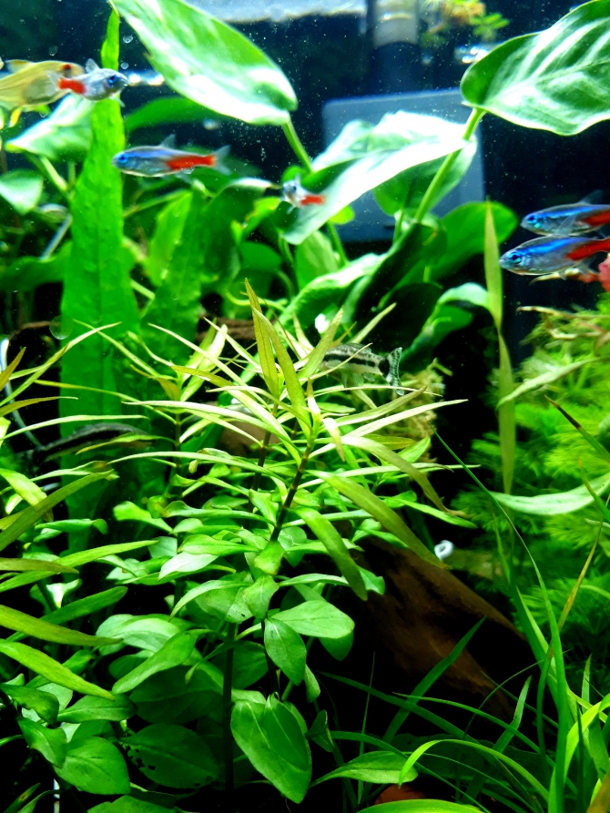 水草と熱帯魚のメイン水槽 熱帯魚 ネオンテトラ レモンテトラ ミナミヌマエビ オトシンクルス ラミーノーズテトラ イシマキガイ スネール アクアリウム自慢 金魚 メダカ 熱帯魚 用品のジェックス