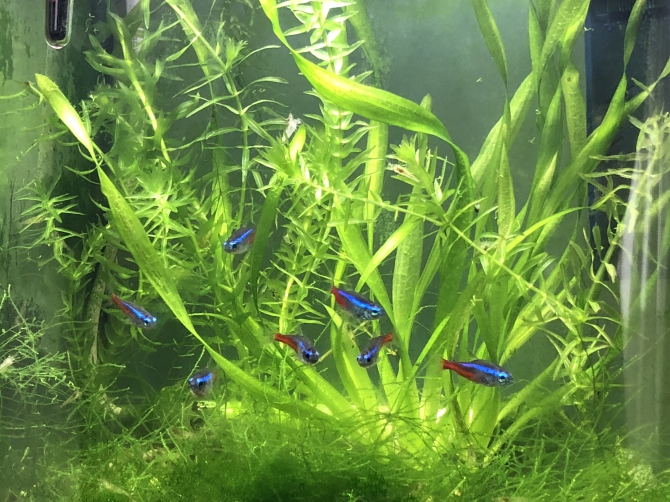 ネオンテトラ達 熱帯魚 ネオンテトラ アクアリウム自慢 金魚 メダカ 熱帯魚用品のジェックス