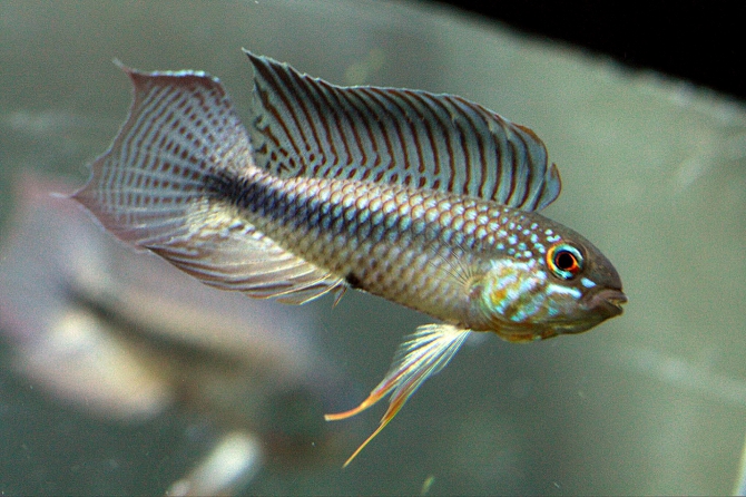 アピストグラマリネアタ（熱帯魚 アピストグラマ）アクアリウム自慢