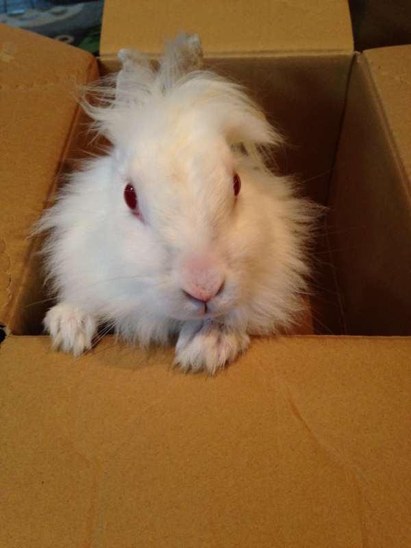 うさぎ その他 わからない Small Animal Life うさぎ ハムスターなど小動物用品のジェックス