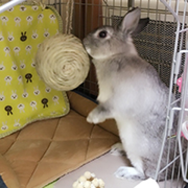 もるちゃん