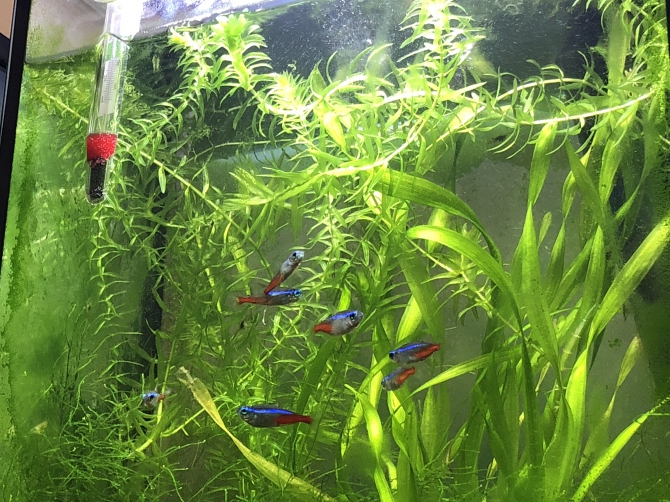 コンパクト水槽 熱帯魚 ネオンテトラ ミナミヌマエビ ヤマトヌマエビ アクアリウム自慢 金魚 メダカ 熱帯魚用品のジェックス