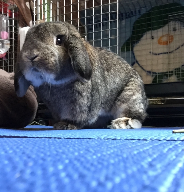 うさぎ ホーランドロップ Small Animal Life うさぎ ハムスターなど小動物用品のジェックス