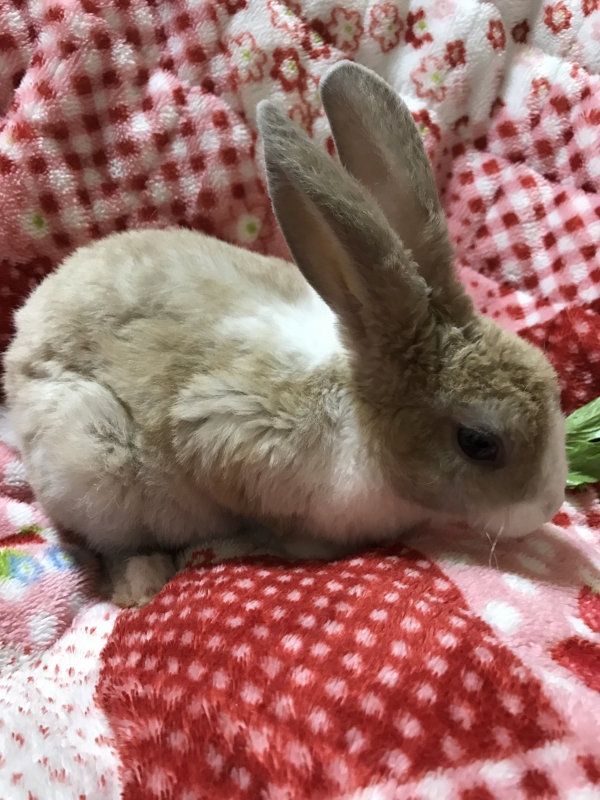 ミニレッキス うさぎ ミニレッキス：Small Animal Life｜うさぎ・ハムスターなど