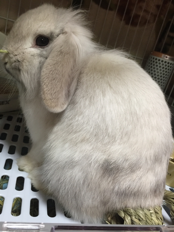 Small Animal Life ジェックス株式会社 Small Animal Life ジェックス株式会社