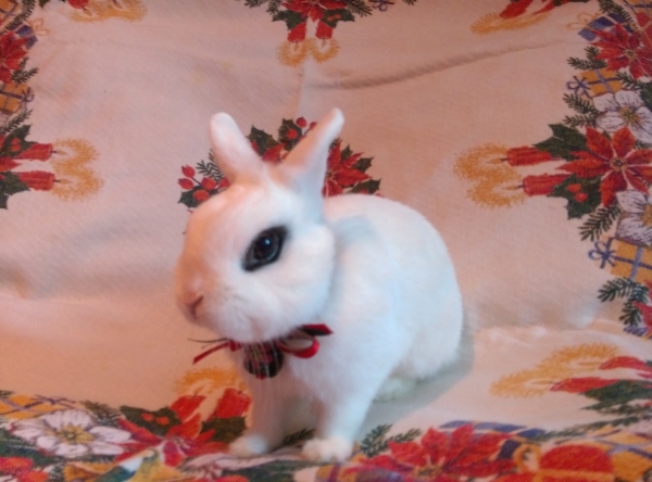 Small Animal Life ジェックス株式会社 Small Animal Life ジェックス株式会社
