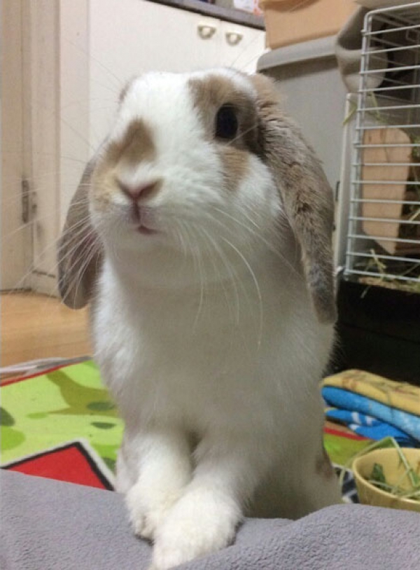 ミミちゃん