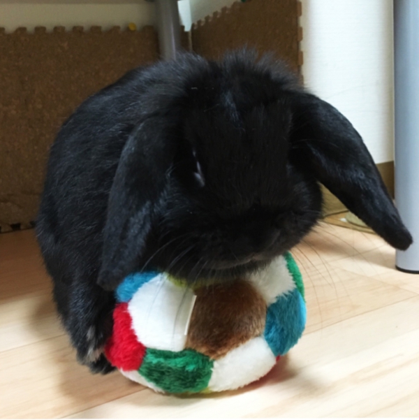 ごま
