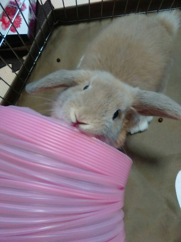 きなこ
