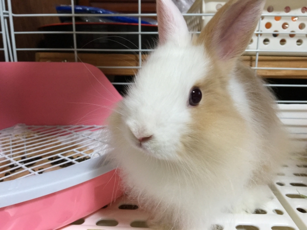 うさぎ：その他・わからない）Small Animal Life｜うさぎ・ハムスター