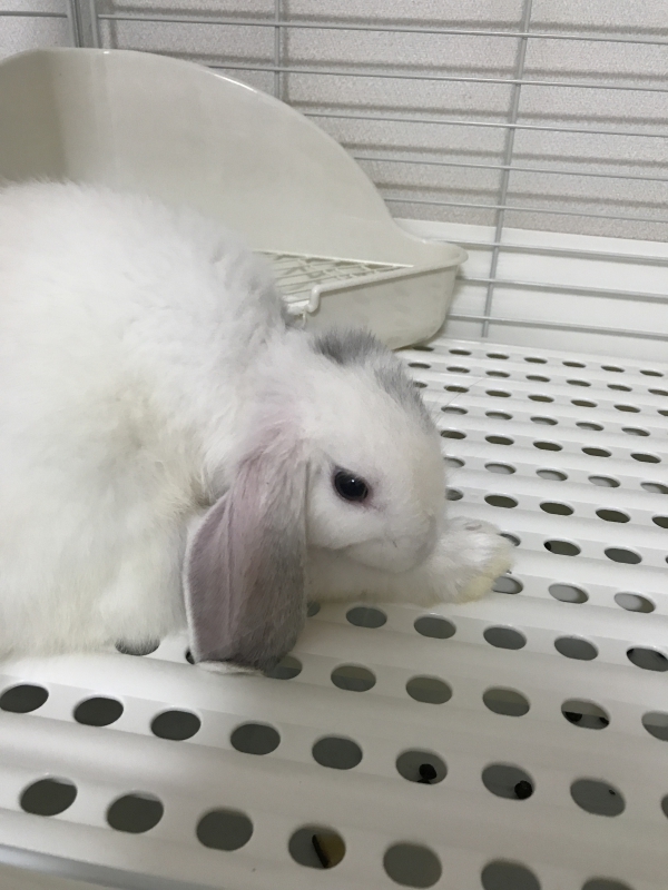 コロン