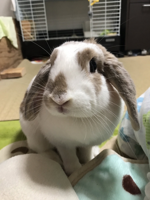 ミミ