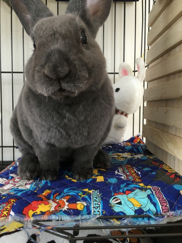 うさぎ ミニレッキス：Small Animal Life｜うさぎ・ハムスターなど