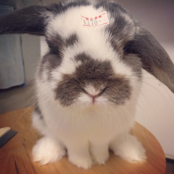 うさぎ：ホーランドロップ）Small Animal Life｜うさぎ・ハムスター