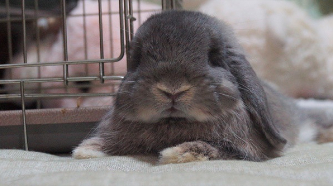 るびぃ