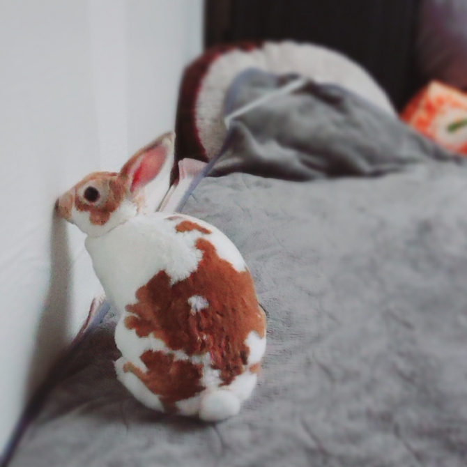 うさぎ ミニレッキス：Small Animal Life｜うさぎ・ハムスターなど