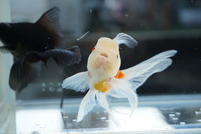肉瘤もりもり❣️(金魚 桜東錦)アクアリウム自慢 | 金魚・メダカ・熱帯魚用品のジェックス 肉瘤もりもり❣️(金魚 桜東錦)アクアリウム自慢 | 金魚・メダカ・熱帯魚用品のジェックス