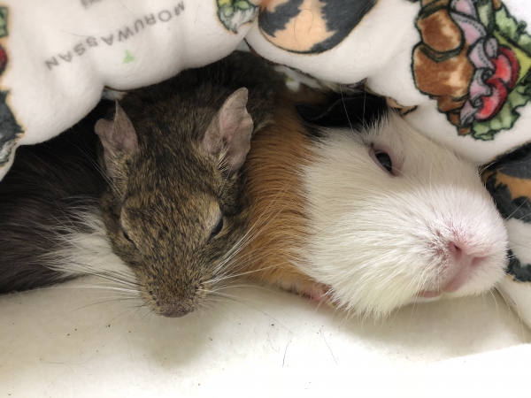 チョコ